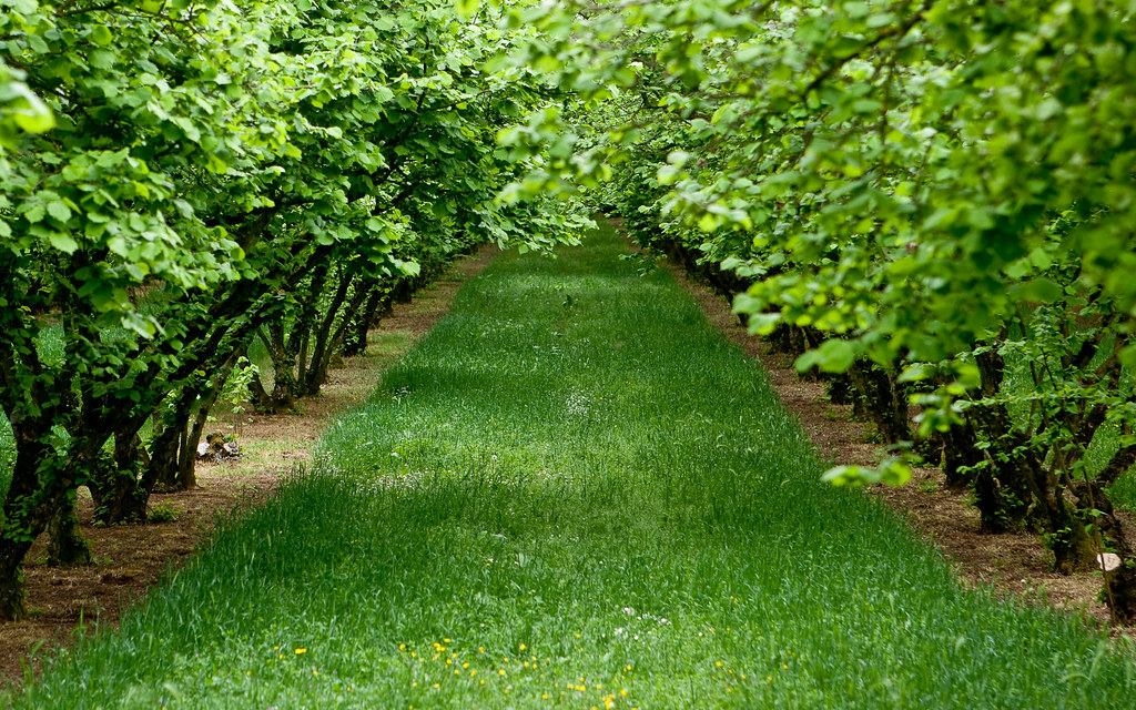 The Hazelnut trees garden IMG_3090 Hazelnuts cultivation… Flickr
