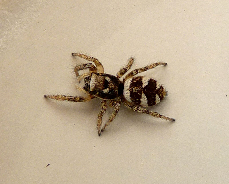 ZEBRA SPIDER Wild and Domestic