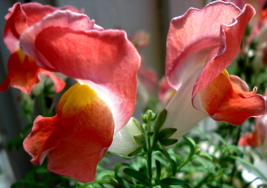 snapdragon_flower A beautiful snapdragon flower. Rana Sinha Flickr