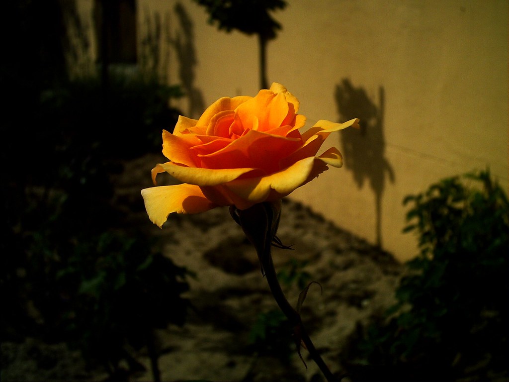 Rose "Johannesburg Sun" I love this golden yellow rose, … Flickr