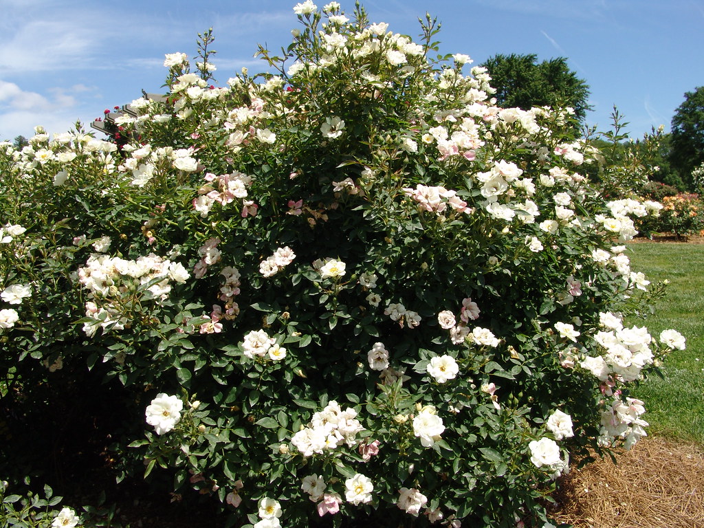 Shrub Groundcover Rose 'Kent' Norfolk Botanical Garden Flickr