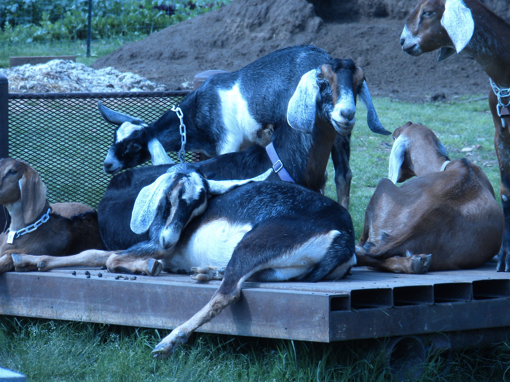 Goats Oklahoma Fiber Partnership Denise Bell Flickr