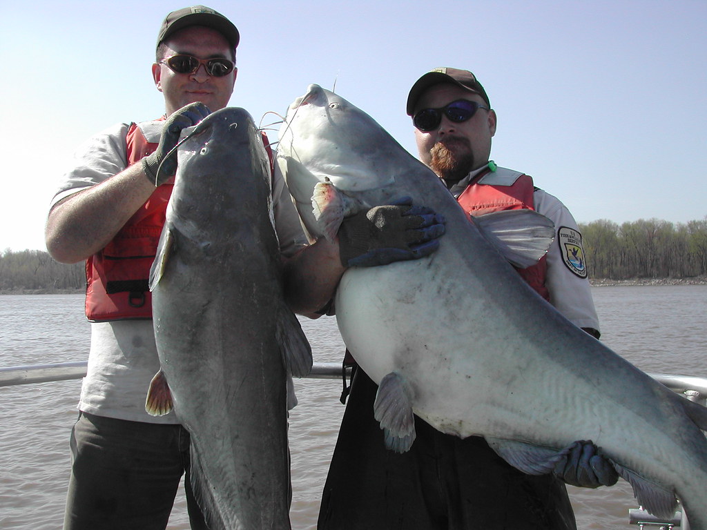 Blue catfish grow big in the Mississippi River. a photo on Flickriver