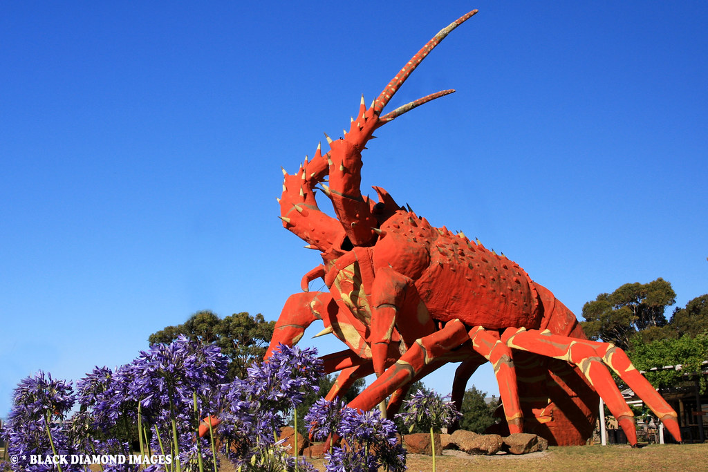 'Larry the Lobster' Kingston, South Australia Copyright … Flickr