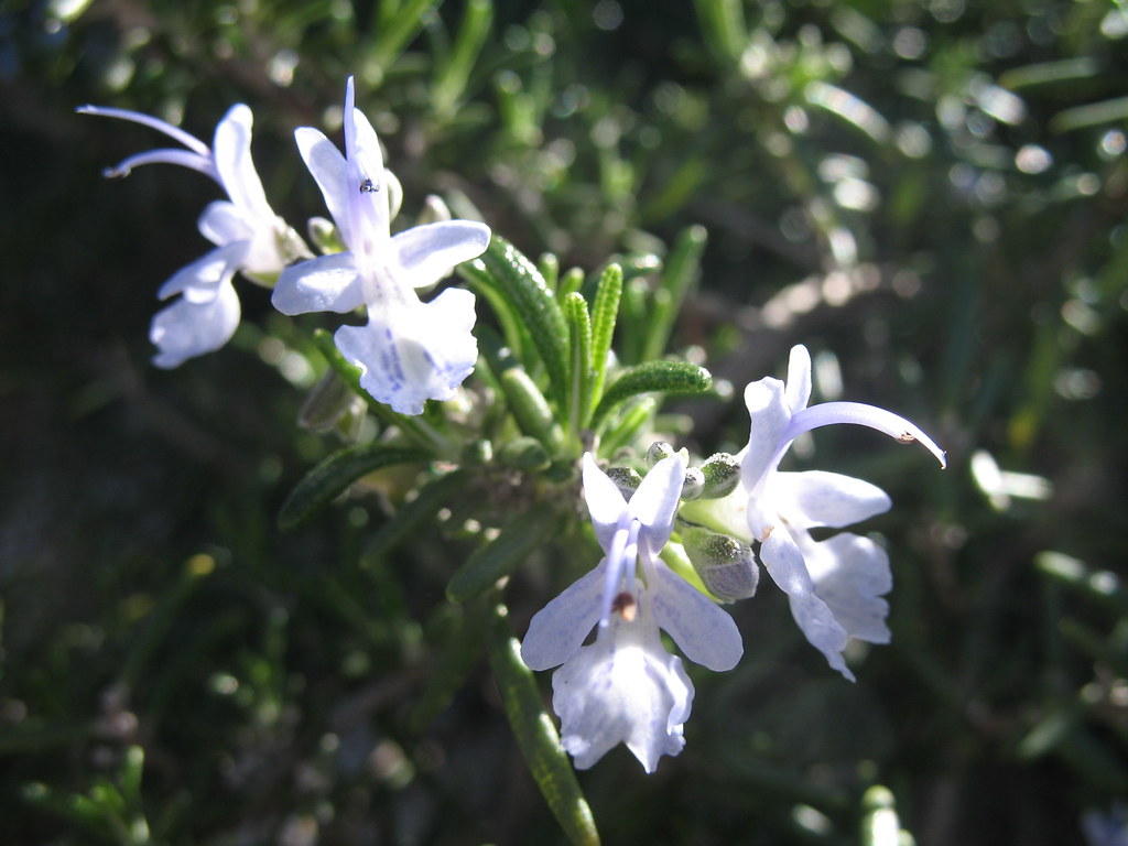 Rosemary Blooms 1 Diane Main Flickr