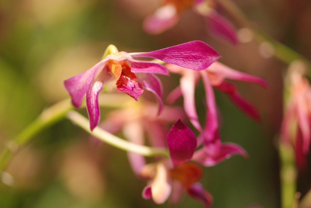 Colorful Flowers at Atlanta Botanical Gardens Judy Baxter Flickr