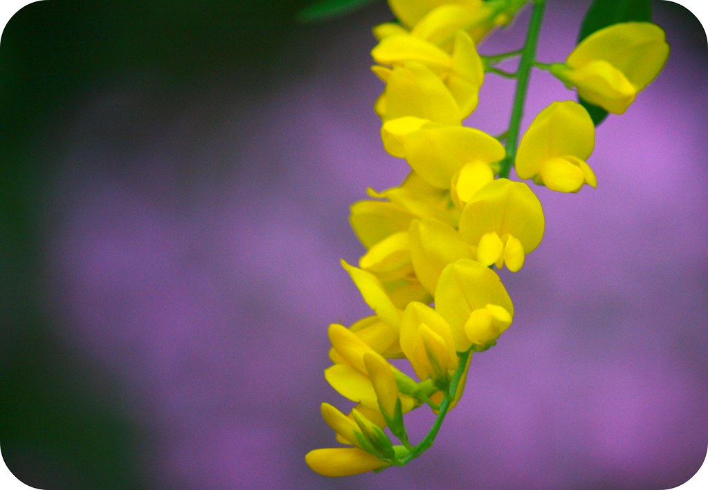 “Love is the only flower that grows and blossoms Without t… Flickr