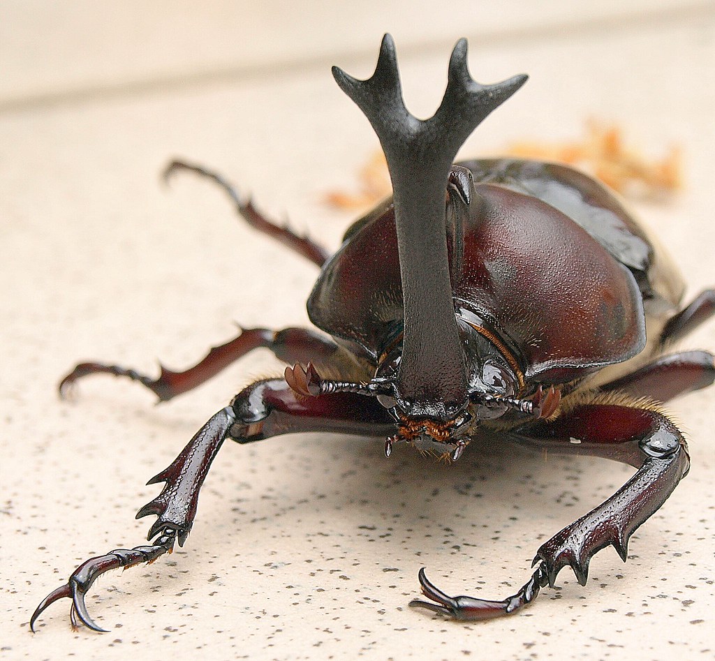 Rhinoceros Beetle 3 A local Rhinoceros bettle, face on, Ta… Flickr