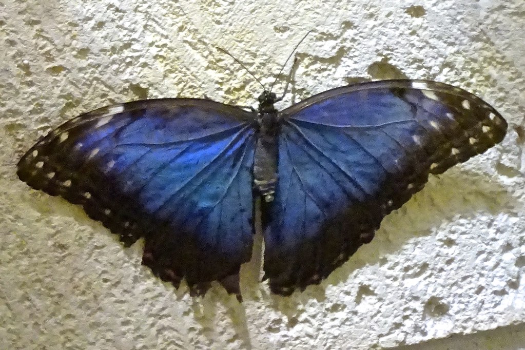 Butterfly The Butterflies! exhibit features a lush, tropic… Flickr