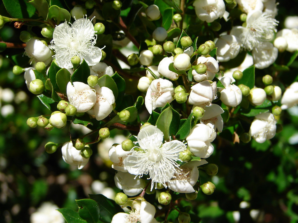 Flor de arrayán en Villa La Angostura, myrtle flower Flickr