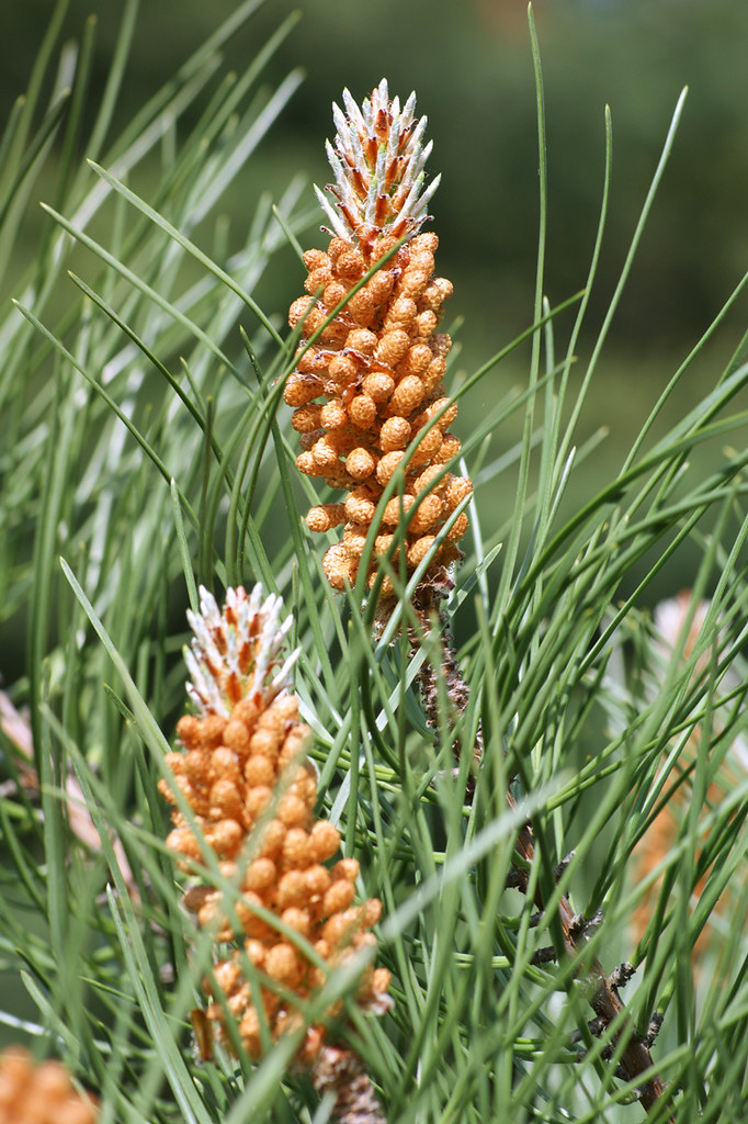 KewGardenspine Pine tree at Kew Gardens bury_dog_walker1 Flickr