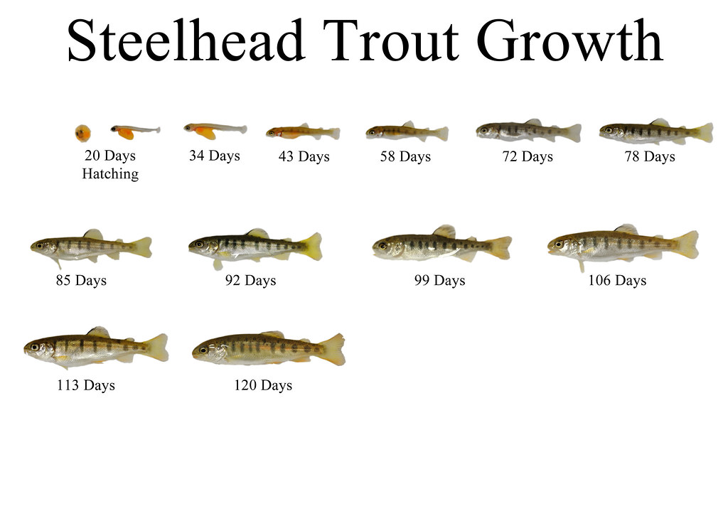 Steelhead Growth Steelhead Trout incubate for approximatel… Flickr
