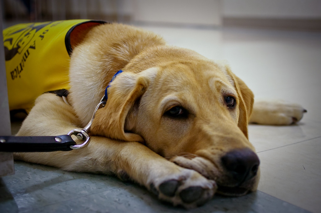 Guide Dog training Here's Brian being a good boy. 6 months… Jill