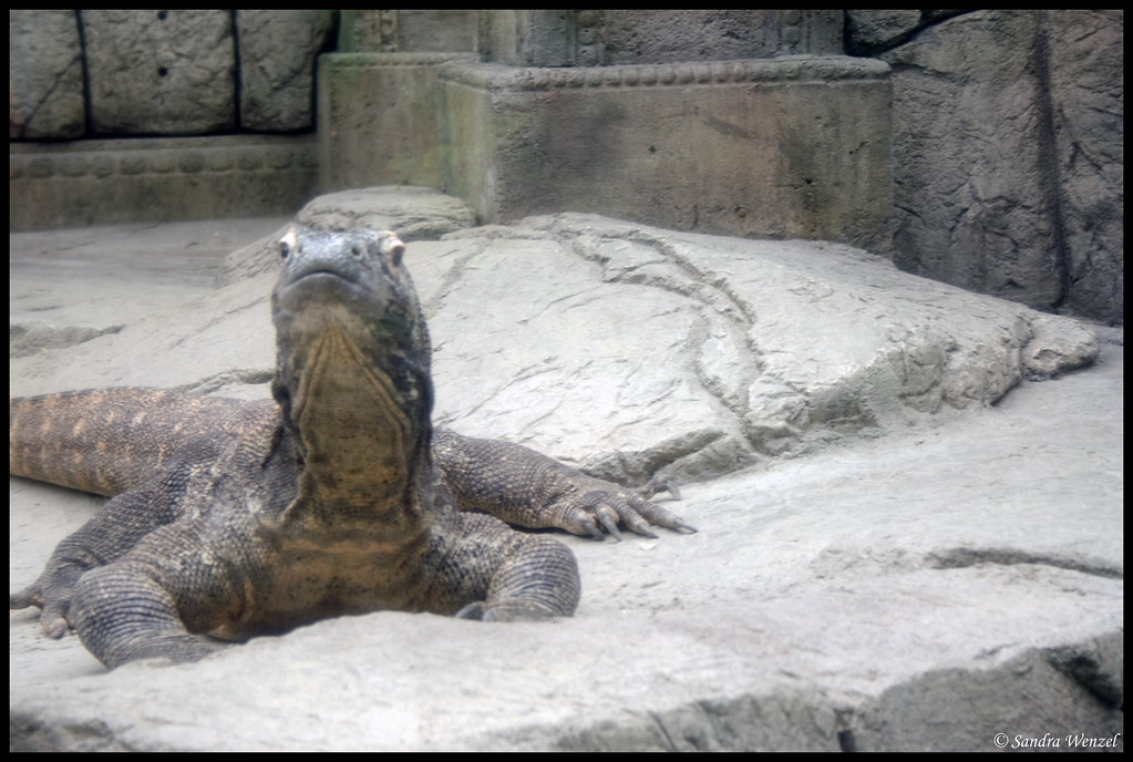 IMG_3696 Mandalay Bay Aquarium Las Vegas 2009 BoostinChick Flickr