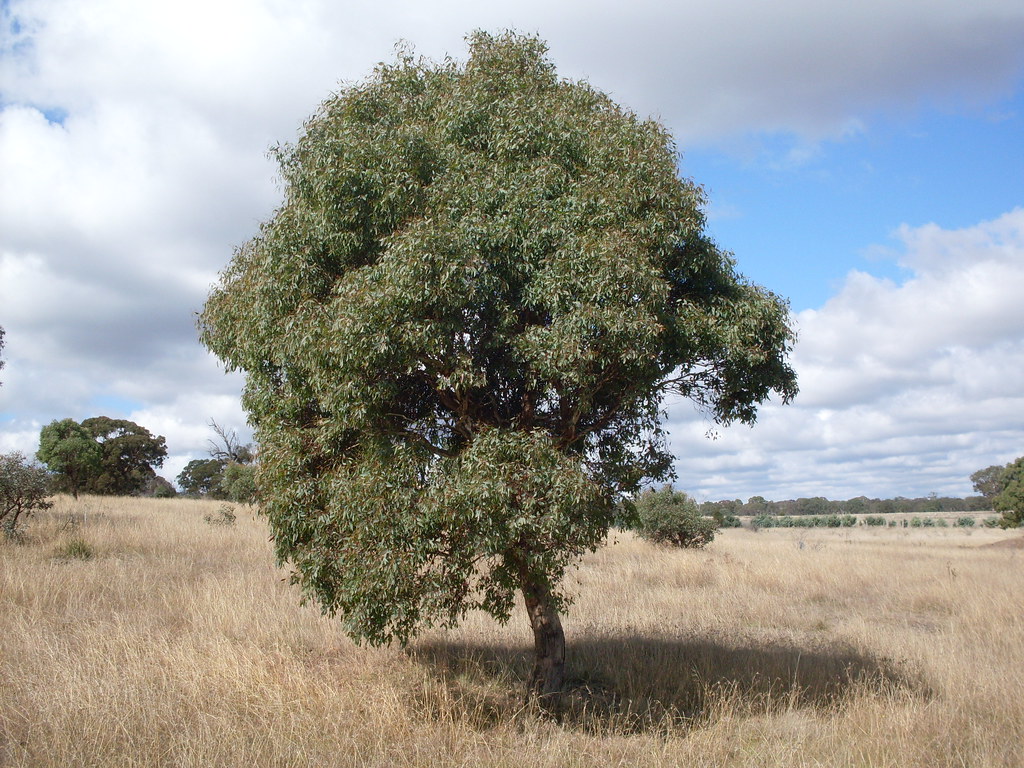 Yellow box tree Eucalyptus melliodora. Gundaroo Common, Gu… Flickr