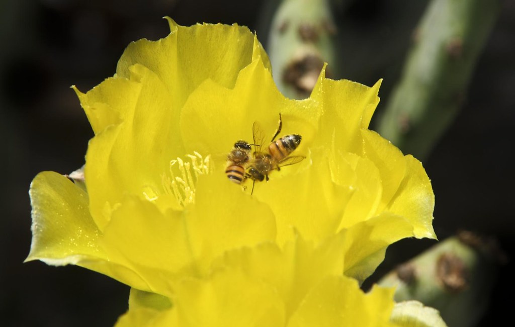 Double Bees Two bees fight over this cactus flower TPorter2006 Flickr