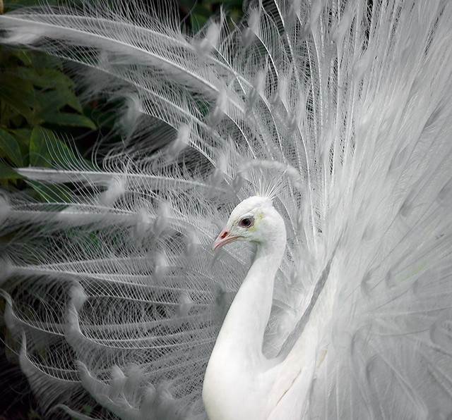 White Peacock a photo on Flickriver