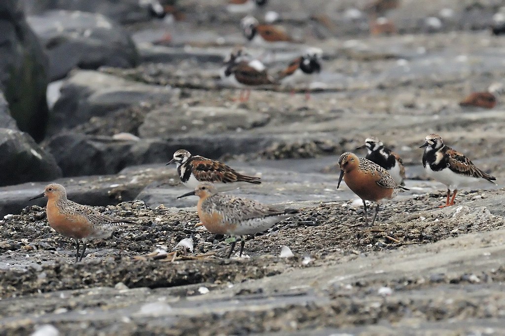 Red Knots Reed's Beach (Delaware Bay), Cape May county NJ … Flickr