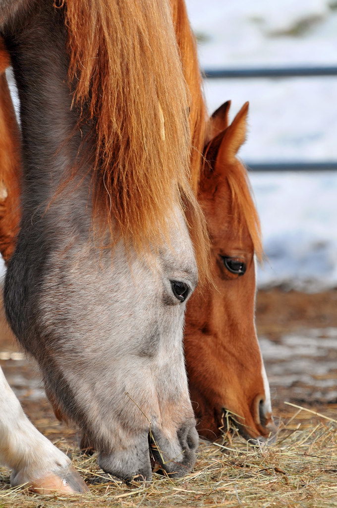 Eating together Two cute horses eating hay. Taken at a far… Flickr