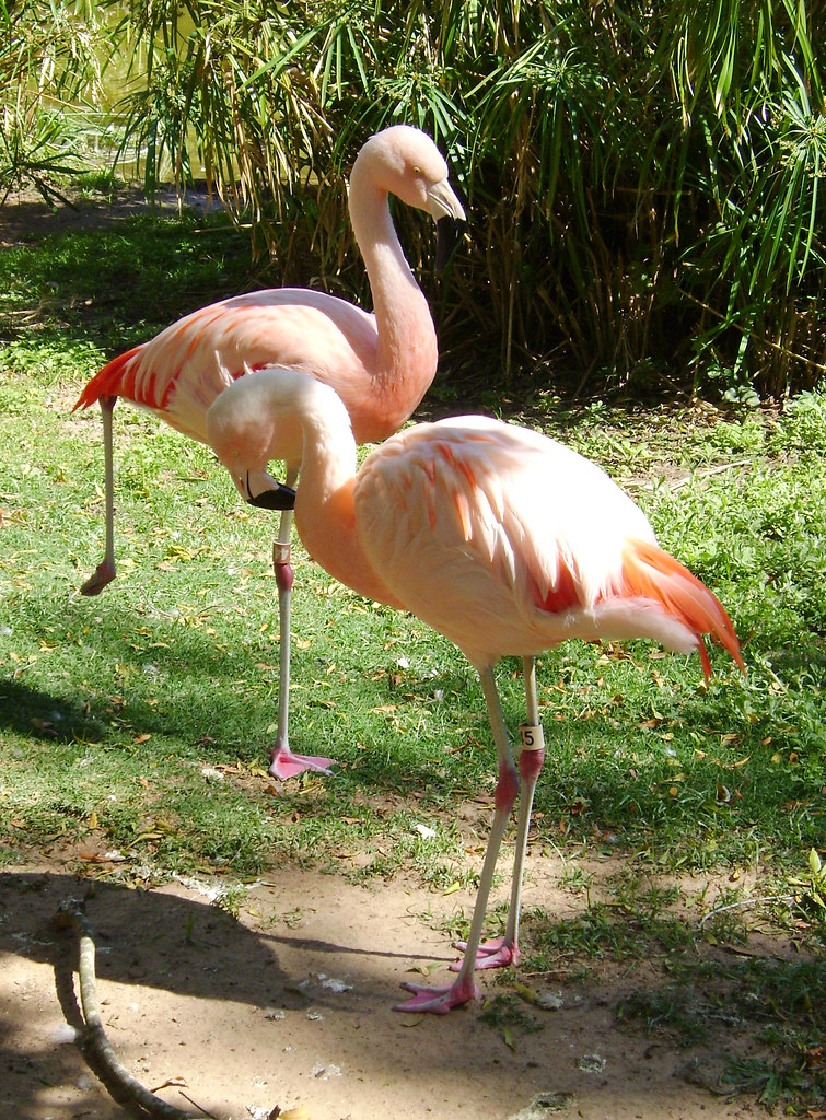 Flamingoes, Hermann Park Zoo, Houston, Texas 0403091556 Flickr