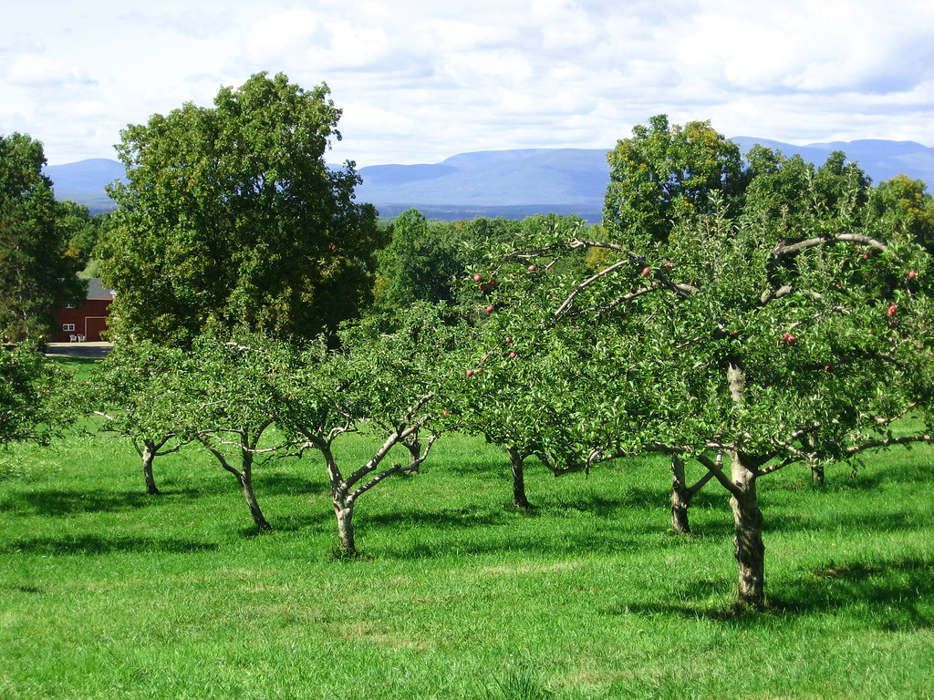 DutchessIMG_5446 Cedar Heights Orchard Rhinebeck, New York