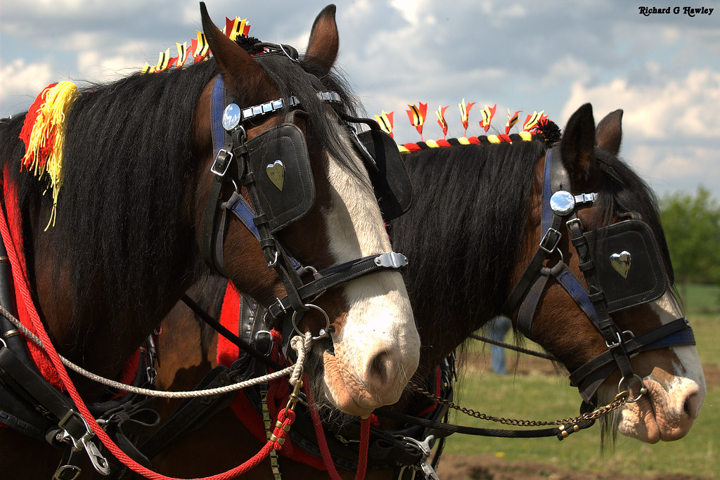 Heavy Horses Location Downham Market, Norfolk richardghawley Flickr