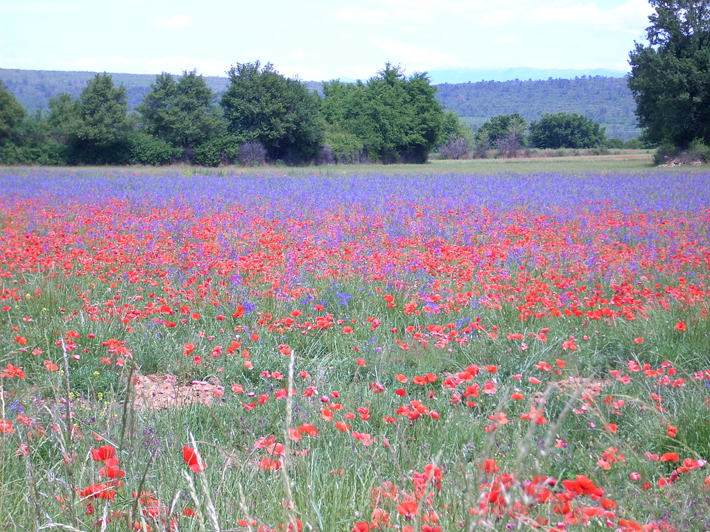 Flowers in Provence France 2009 Flowers in Provence Badagu Flickr
