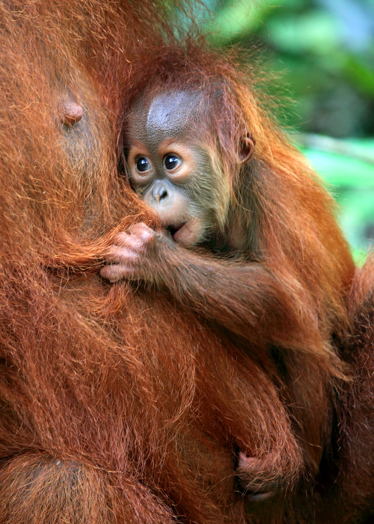 Orangutan Baby A wideeyed baby orangutan in the jungle of… Flickr