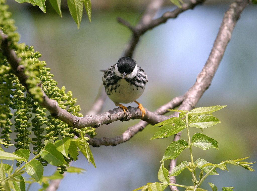 Blackpoll Warbler Spring male blackpoll warbler in Kansas,… Tim
