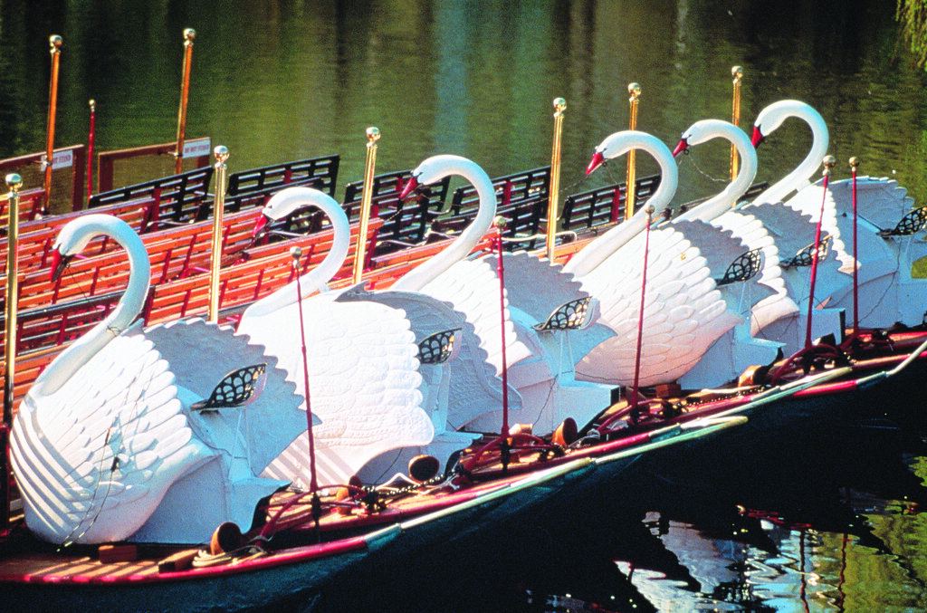 Swan Boats Today's boats are larger than the originals and… Flickr