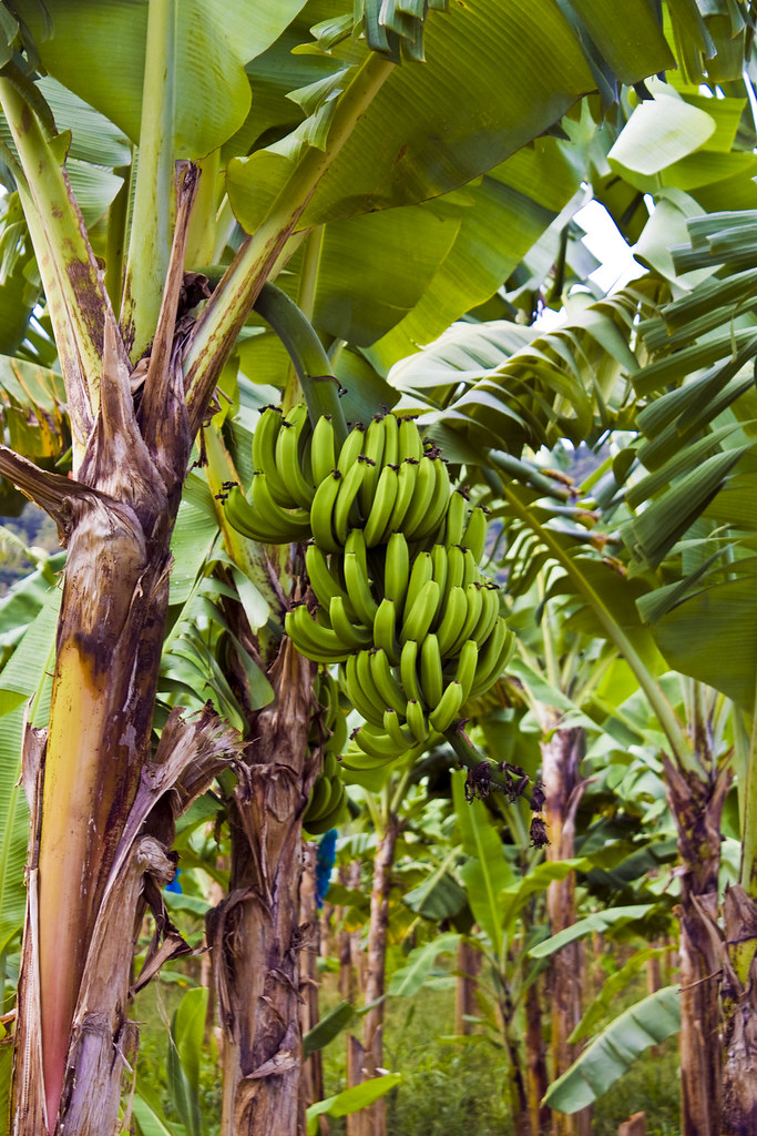 St Lucia Bananas They're everywhere Orbital Joe Flickr