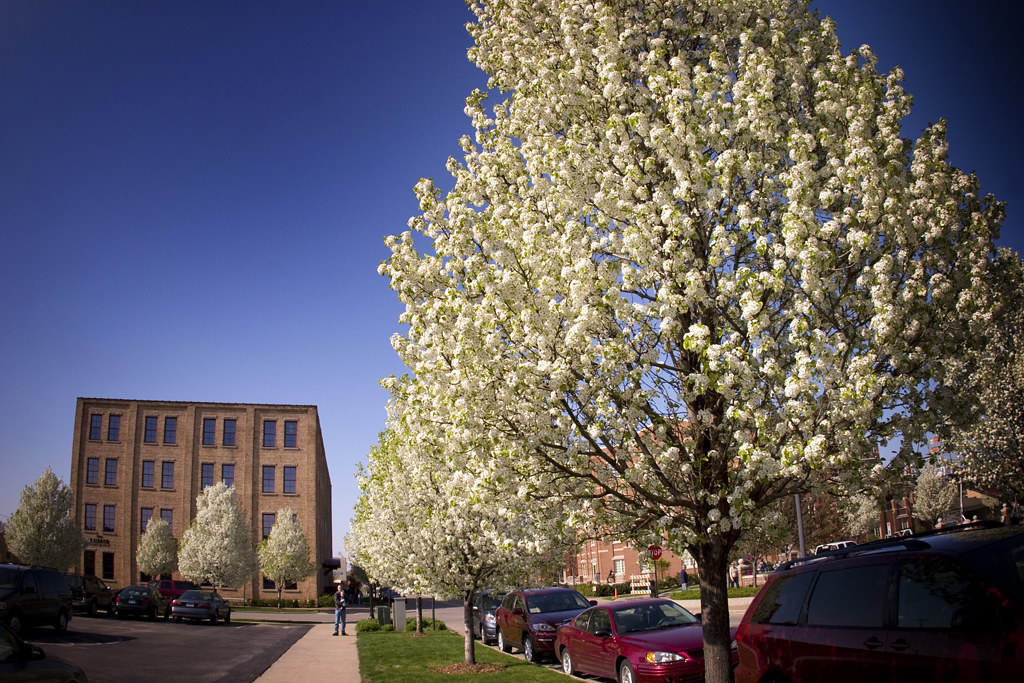 White tree The trees are blooming in downtown Holland, Mic… Flickr