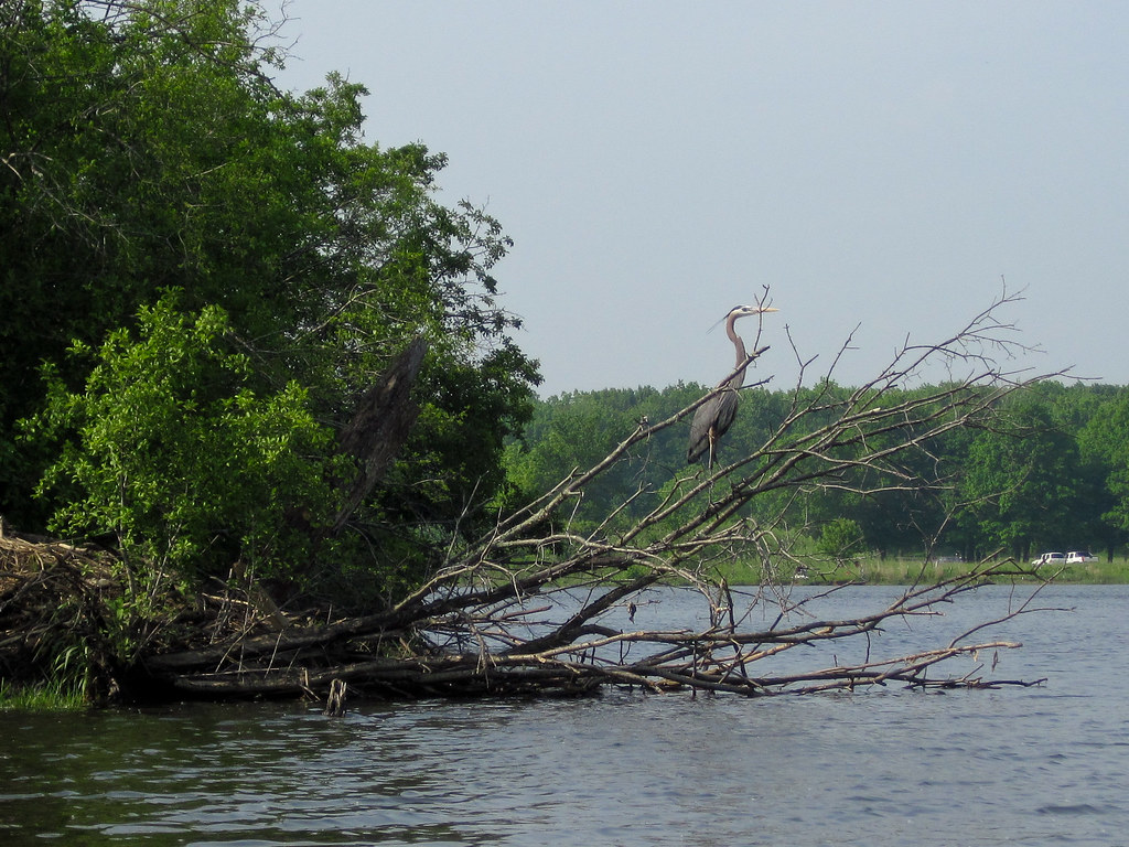 Great Blue Heron Kayak Lake Busse jkozik Flickr