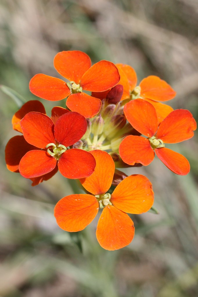 Sandia Crest Wildflowers Tami_Moore Flickr