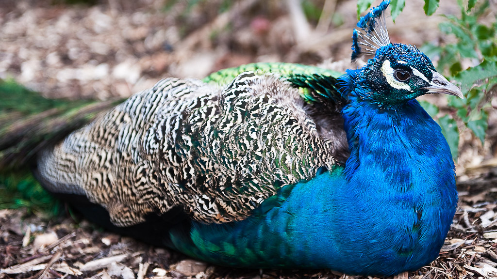 Peacock Pictures from our first trip to the Point Defiance… Flickr