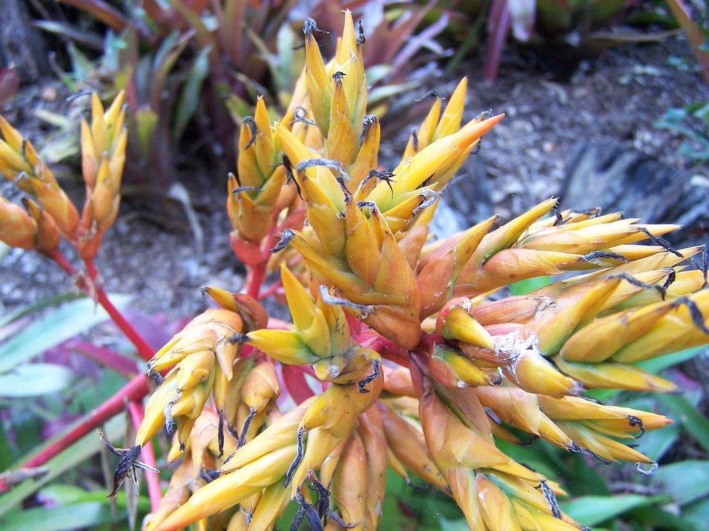 Tamborine Mountain Gold Coast Tamborine Mountain Botamical… Flickr