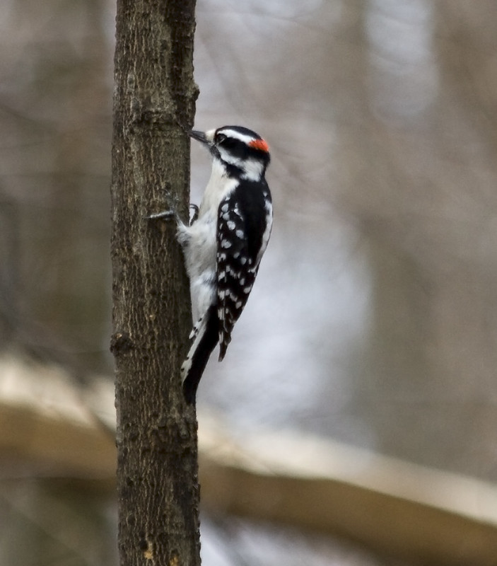 Woodpeckers Flickr