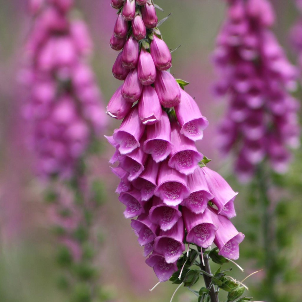 Wild about foxgloves... Explore 91 These foxgloves grow w… Flickr