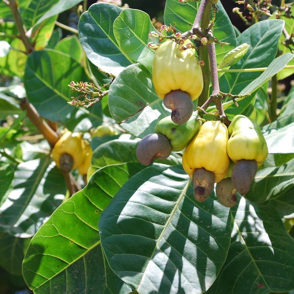 Cashew Apples a photo on Flickriver
