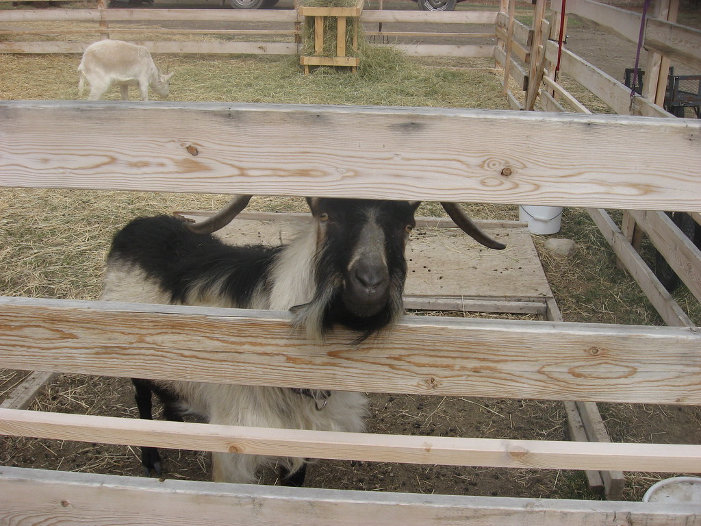 Opie the goat Apparently male goats pee in their beards to… Flickr