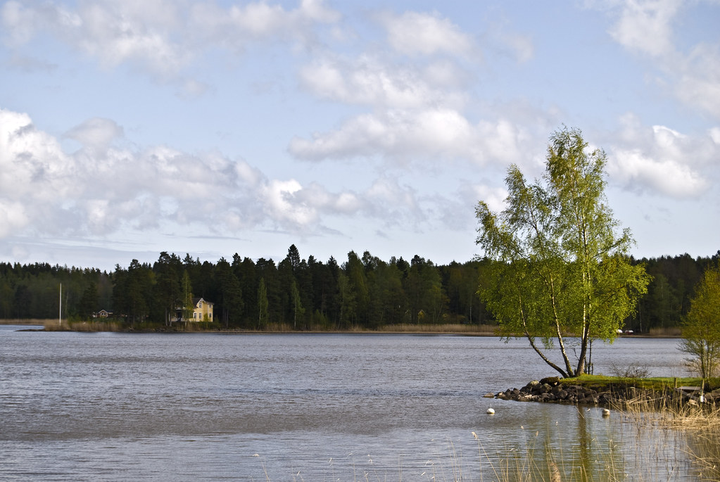 trädvidalstern Tree at lake Alstern,Karlstad in Sweden Micael