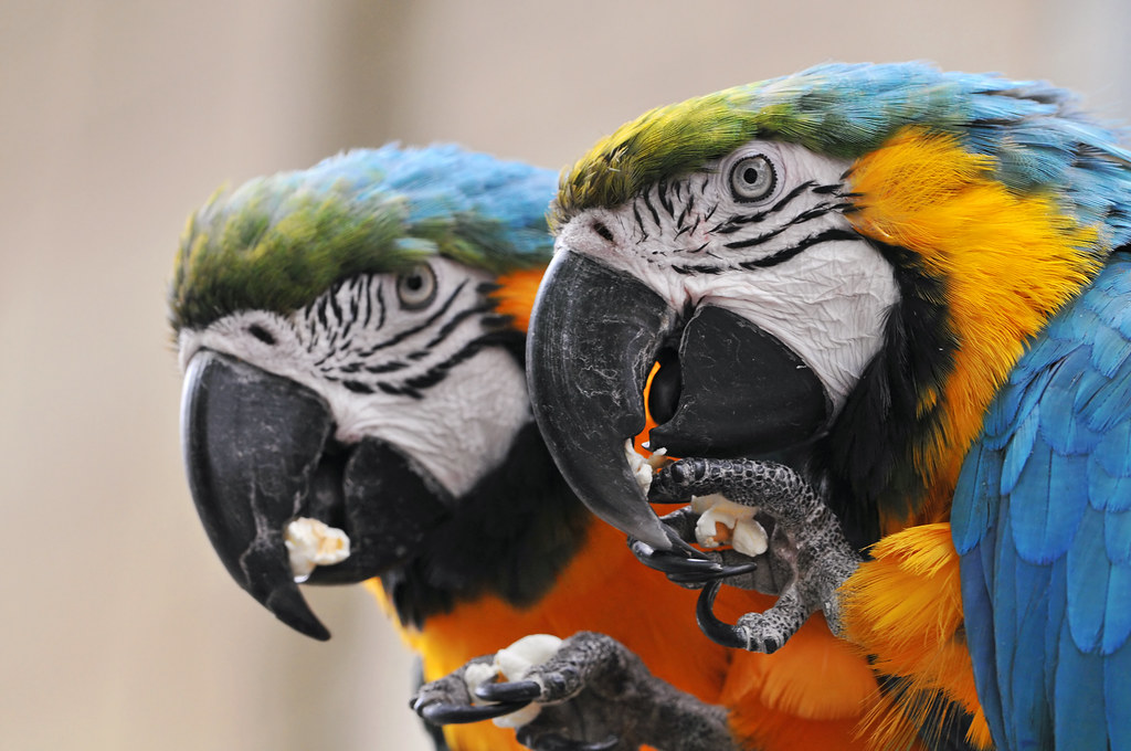 Parrots love popcorn Another picture of the two parrots of… Flickr