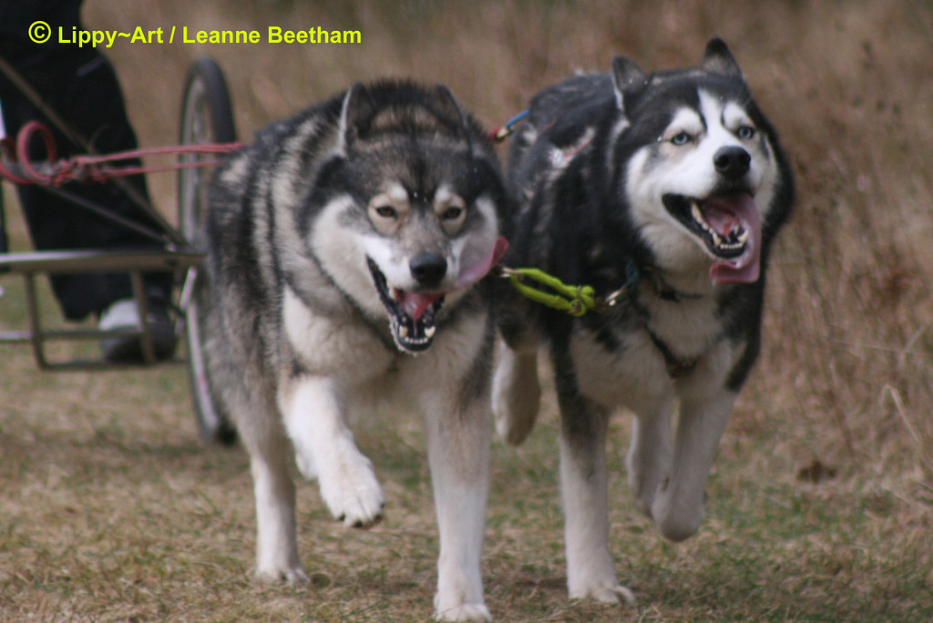 Husky Racing Event Thetford Forest (BSHRA) [280209] Flickr