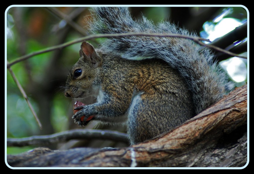 Squirrel eating a grape Kashyap Hosdurga Flickr
