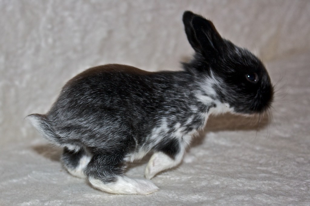Baby Rabbits, 2 Weeks old ּα Flickr
