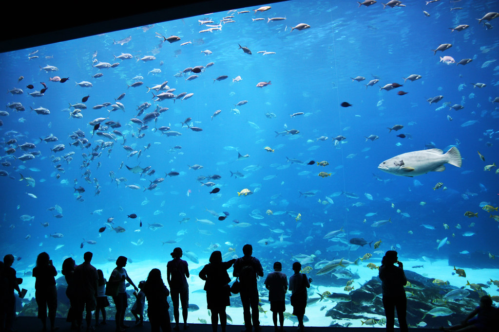 Huge 6.3 Million Gallon Saltwater Tank The Big Tank The … Flickr