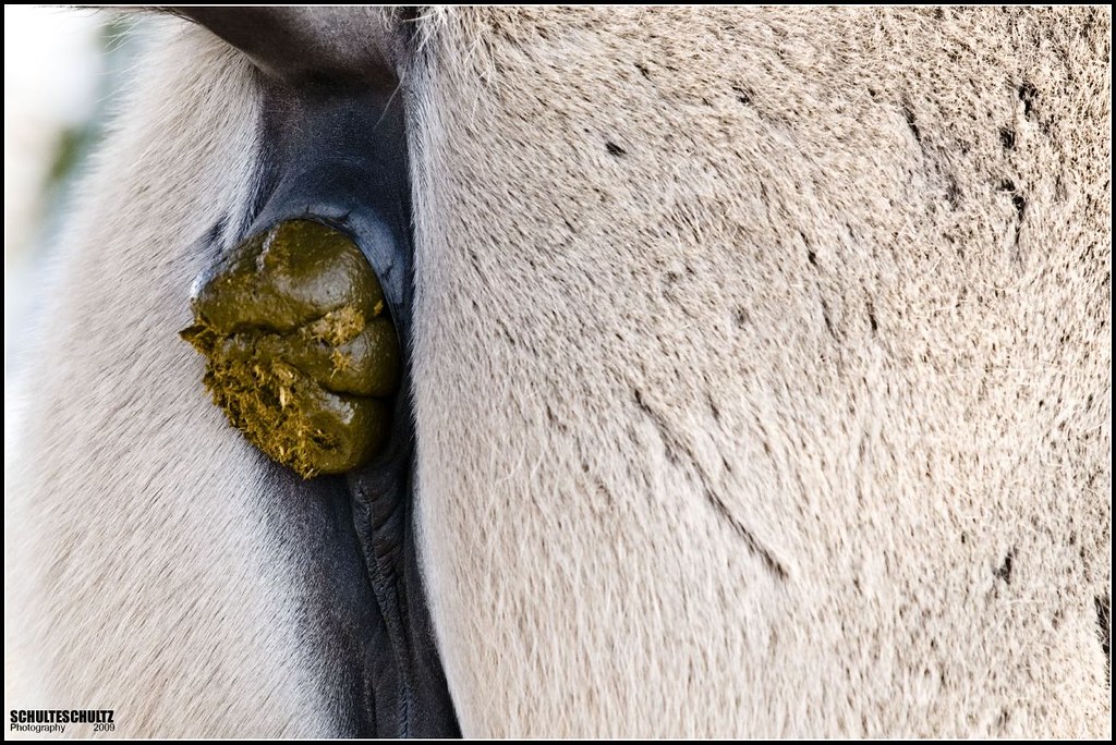 Horses Pooping Flickr