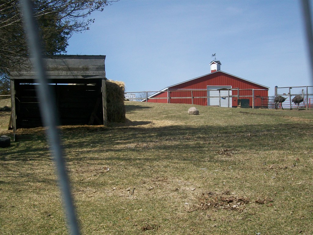 Emu Farm Farm near my parents house. They have emus, lamas… Flickr