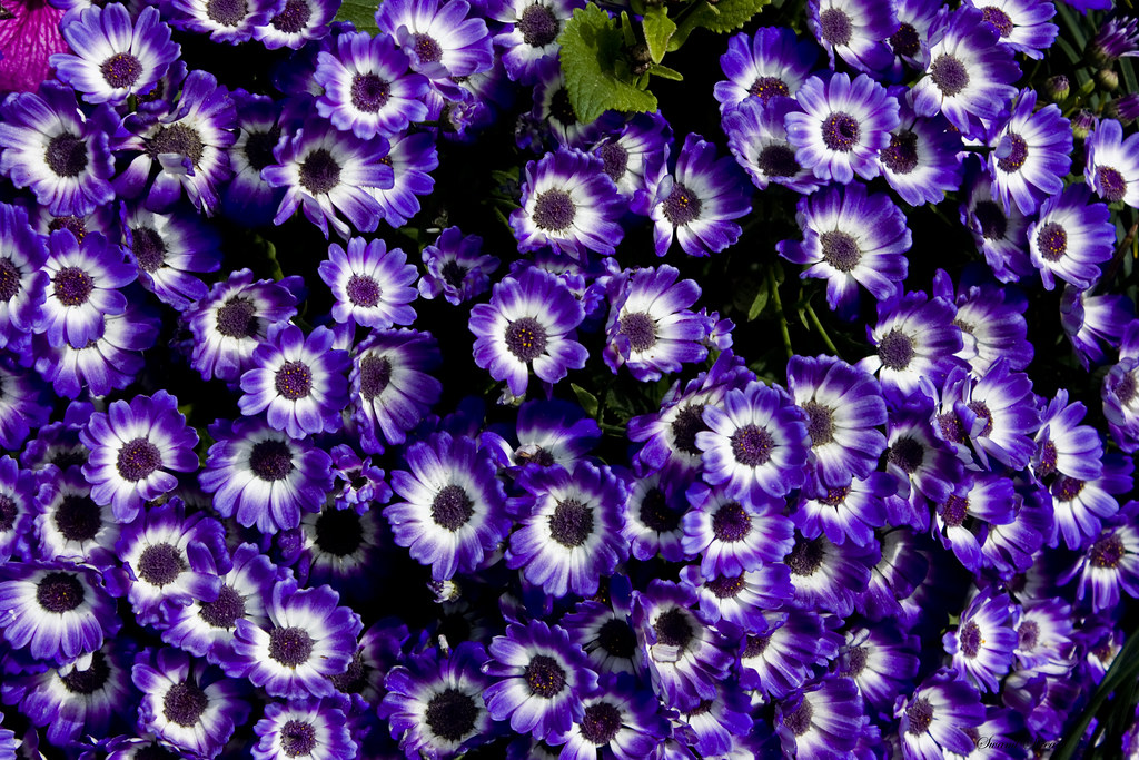 Beautiful Blue Carpet View On Black Shot Blue Cinerarias a… Flickr