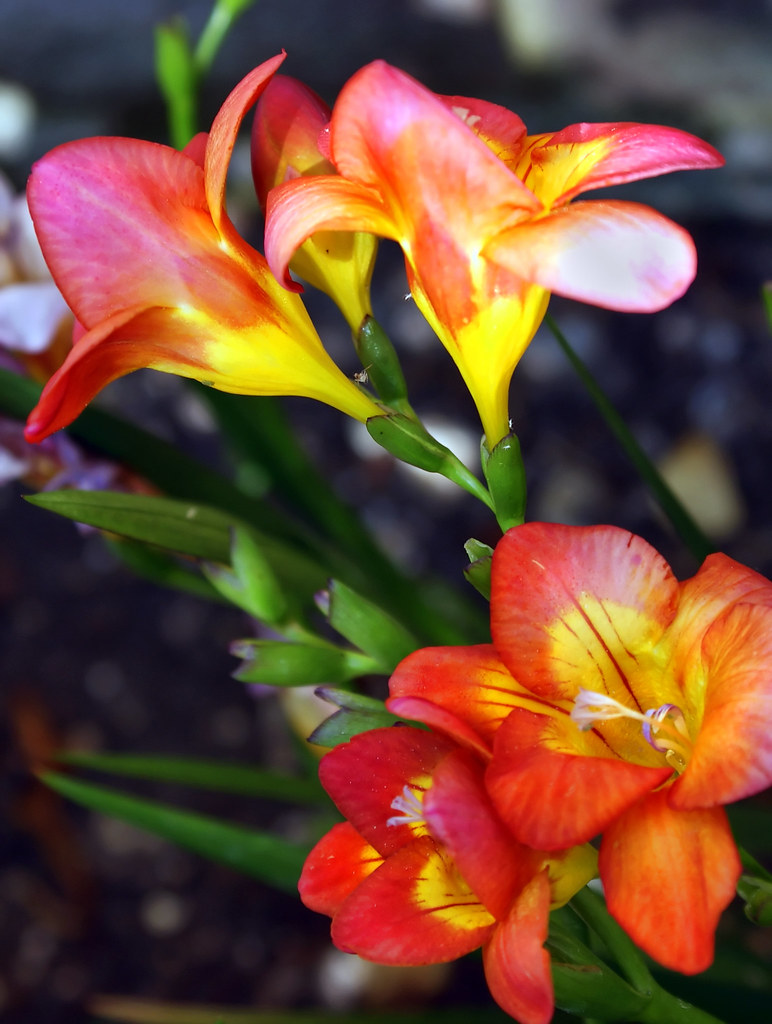 Fire Flower I love this fiery red plant, this is another o… Flickr